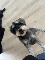 Reunited Male Dog last seen Constitution and Pennsylvania , Albuquerque, NM 87110