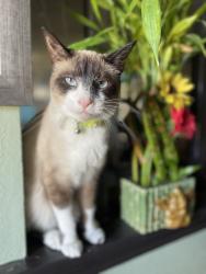 Lost Male Cat last seen Rolling creek ln , Dallas, TX 75236