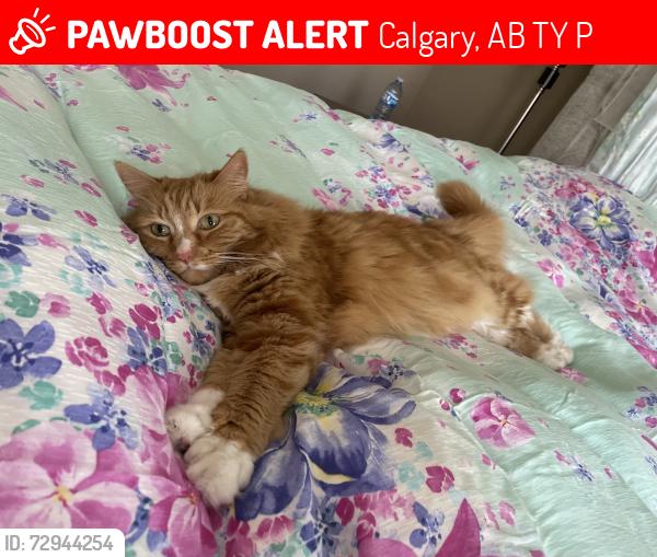 Lost Female Cat last seen Evercreek, Calgary, AB T2Y 4P7