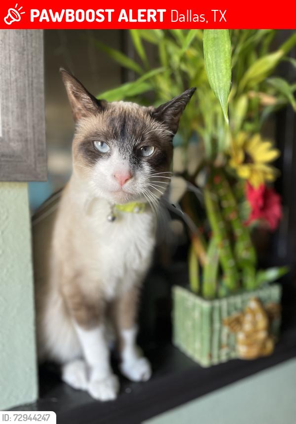 Lost Male Cat last seen Rolling creek ln , Dallas, TX 75236