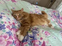 Lost Female Cat last seen Evercreek , Calgary, AB T2Y 4P7