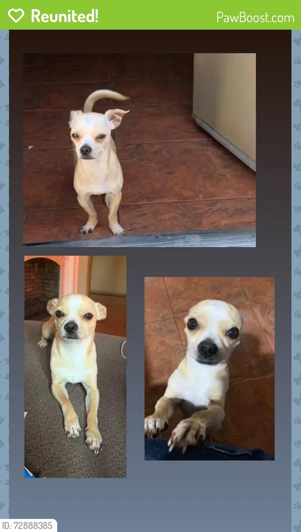Reunited Male Dog last seen In n out, Visalia mall, Planet fitness , Visalia, CA 93277