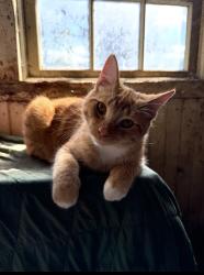 Lost Male Cat last seen Providence and gradyville, Edgmont Township, PA 19073