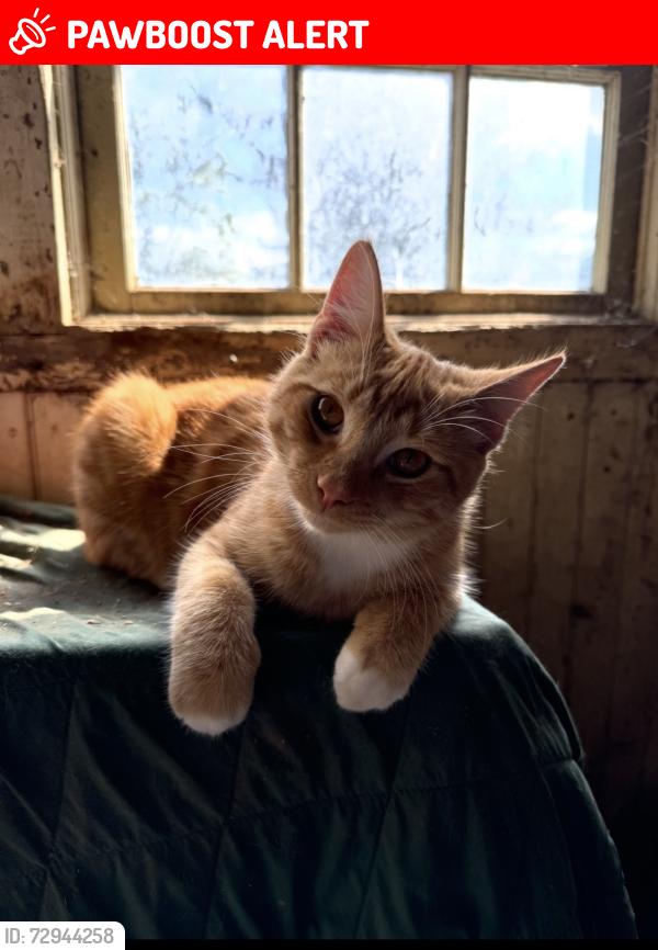 Lost Male Cat last seen Providence and gradyville, Edgmont Township, PA 19073