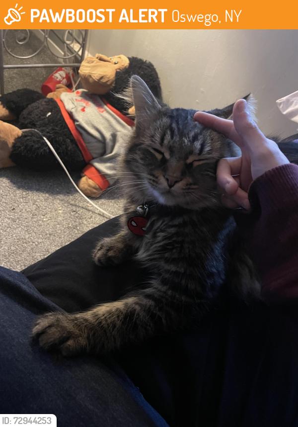 Found/Stray Male Cat last seen west 9th st, west 8th st, niagara st, Oswego, NY 13126