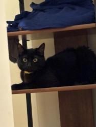 Reunited Male Cat last seen Martinsburg Church of God , Martinsburg, WV 25401