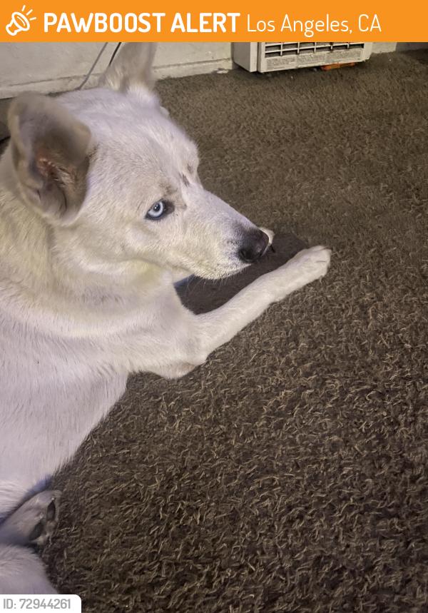 Found/Stray Male Dog last seen San Pedro /99th st , Los Angeles, CA 90003