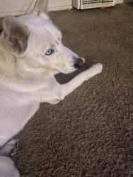 Found/Stray Male Dog last seen San Pedro /99th st , Los Angeles, CA 90003