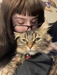 Found/Stray Male Cat last seen west 8th st, west 9th st, niagara st, Oswego, NY 13126