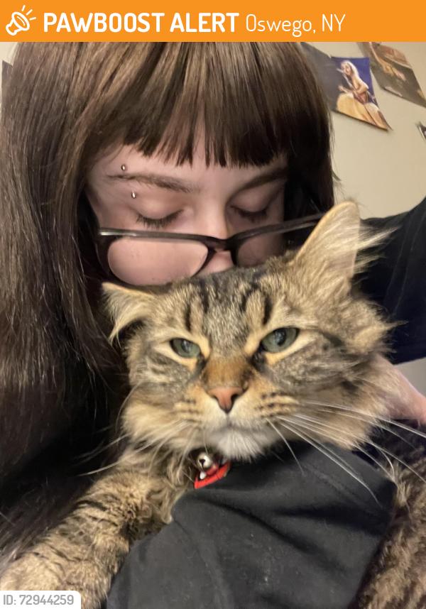 Found/Stray Male Cat last seen west 8th st, west 9th st, niagara st, Oswego, NY 13126