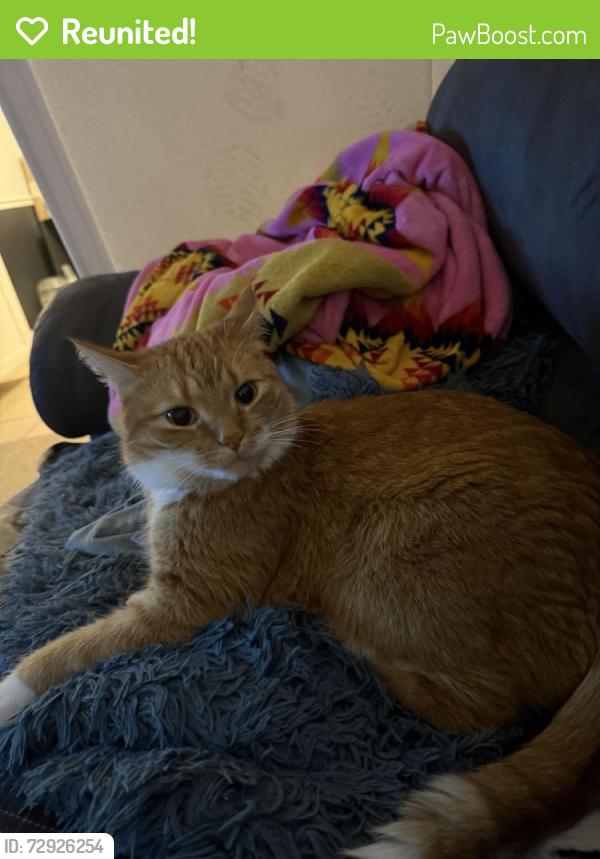 Reunited Female Cat last seen Brooklyn blvd and 69th Ave at willow lane park, Minneapolis, MN 55429
