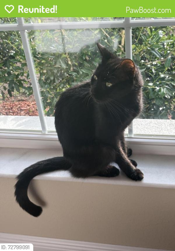 Reunited Male Cat last seen Pine ridge blvd and Elkham, Beverly Hills, FL 34465