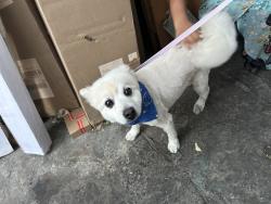 Found/Stray Male Dog last seen Blinn, Los Angeles, CA 90744
