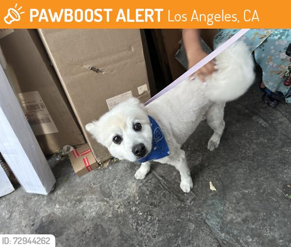 Found/Stray Male Dog last seen Blinn, Los Angeles, CA 90744