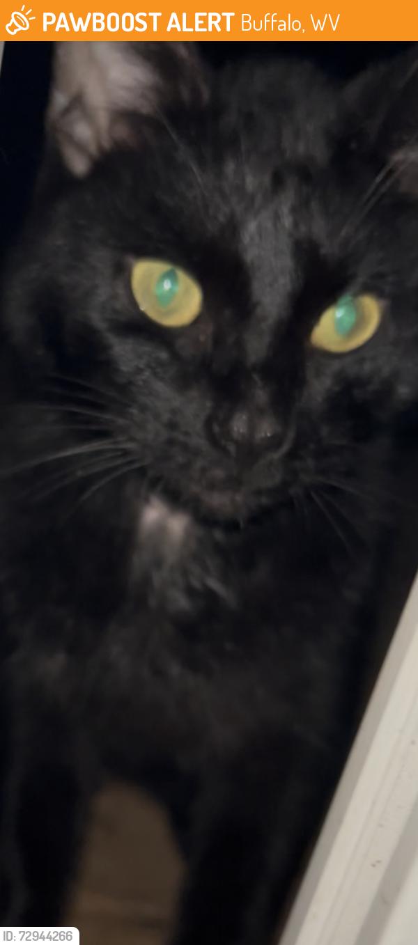 Found/Stray Male Cat last seen ..., Buffalo, WV 25033