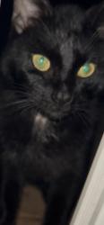 Found/Stray Male Cat last seen ..., Buffalo, WV 25033