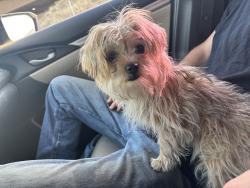 Found/Stray Female Dog last seen South oliander ave, Bakersfield, CA 93304