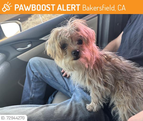 Found/Stray Female Dog last seen South oliander ave, Bakersfield, CA 93304