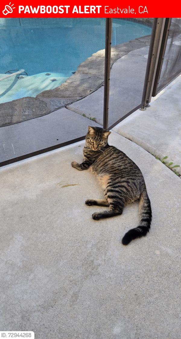 Lost Male Cat last seen Norweigian St, Eastvale, CA 92880
