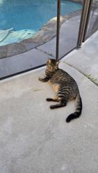 Lost Male Cat last seen Norweigian St, Eastvale, CA 92880