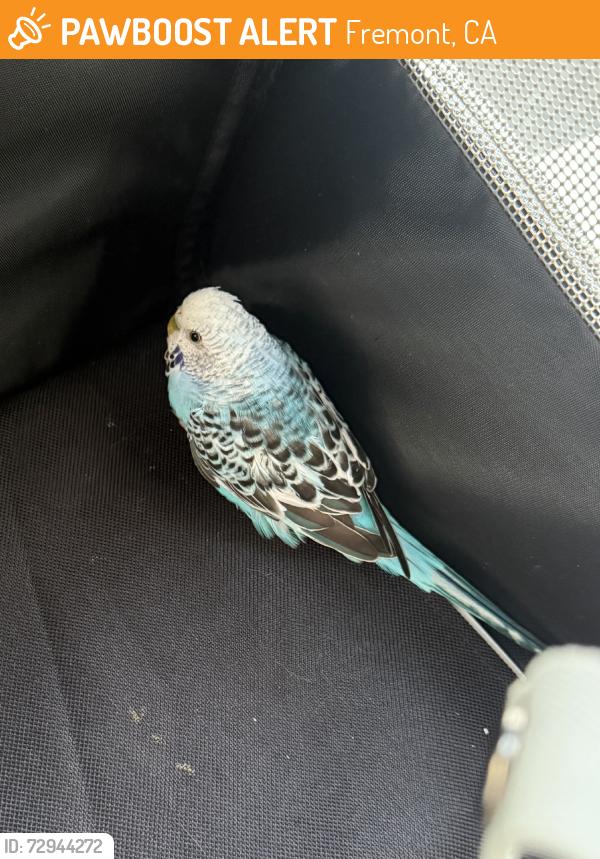Found/Stray Unknown Bird last seen Near Decoto Rd & Fremont Blvd, Fremont, CA 94536