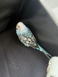 Found/Stray Unknown Bird last seen Near Decoto Rd & Fremont Blvd, Fremont, CA 94536