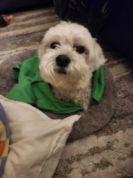 Reunited Female Dog last seen Walnut Grove and Houston Levee, East Central Shelby, TN 38017