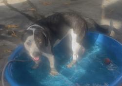 Reunited Female Dog last seen South Coral bay drive, Margate, FL 33063