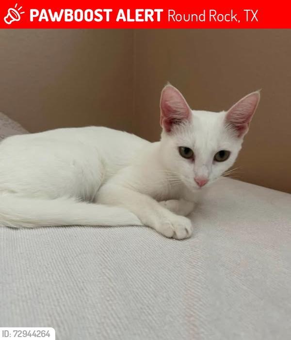 Lost Female Cat last seen Avery Centre, Round Rock Texas, Round Rock, TX 78665