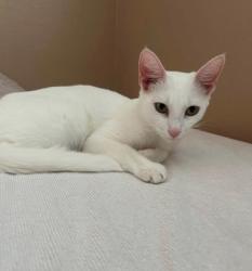 Lost Female Cat last seen Avery Centre, Round Rock Texas, Round Rock, TX 78665
