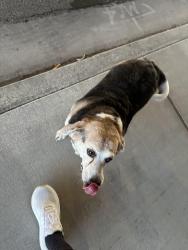 Reunited Male Dog last seen Chaparral High school , Las Vegas, NV 89121