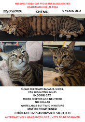 Lost Male Cat last seen Manchester Road, Marshfield area, Bradford, England 