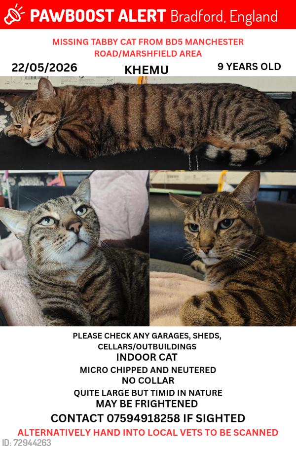 Lost Male Cat last seen Manchester Road, Marshfield area, Bradford, England 
