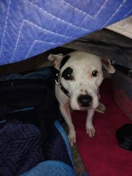 Reunited Female Dog last seen Lower Wacker and Lower Columbus by the river walk, Chicago, IL 60606