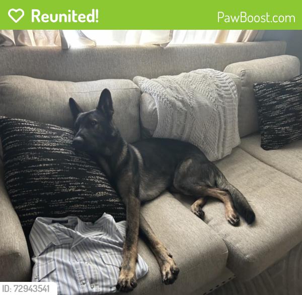 Reunited Male Dog last seen Near E 7th St, Tulsa, OK 74128, USA, Tulsa, OK 74128