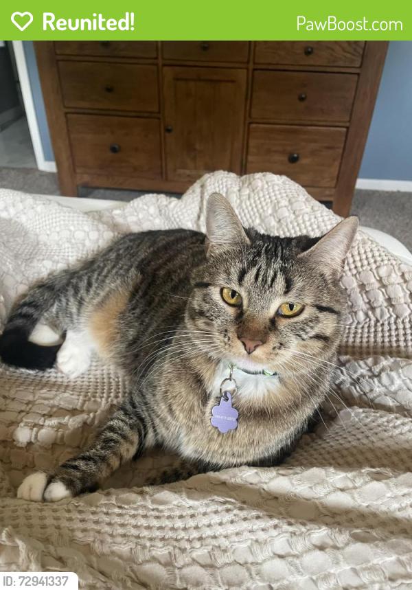 Reunited Female Cat last seen Danbury & Brentwood , Topeka, KS 66612