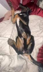 Reunited Male Dog last seen Salem campground and rv, Salem, OR 97317