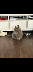 Lost Female Cat last seen Huntsman court, Red Bud Circle, Amelia Ohio , Amelia, OH 45102