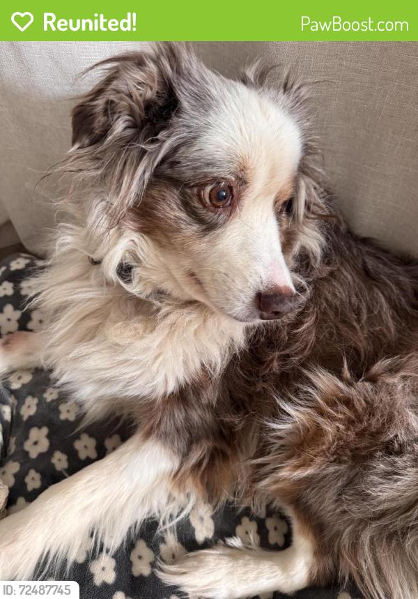 Reunited Male Dog last seen Tamarind between Merrill and Randall, Fontana, CA 92335