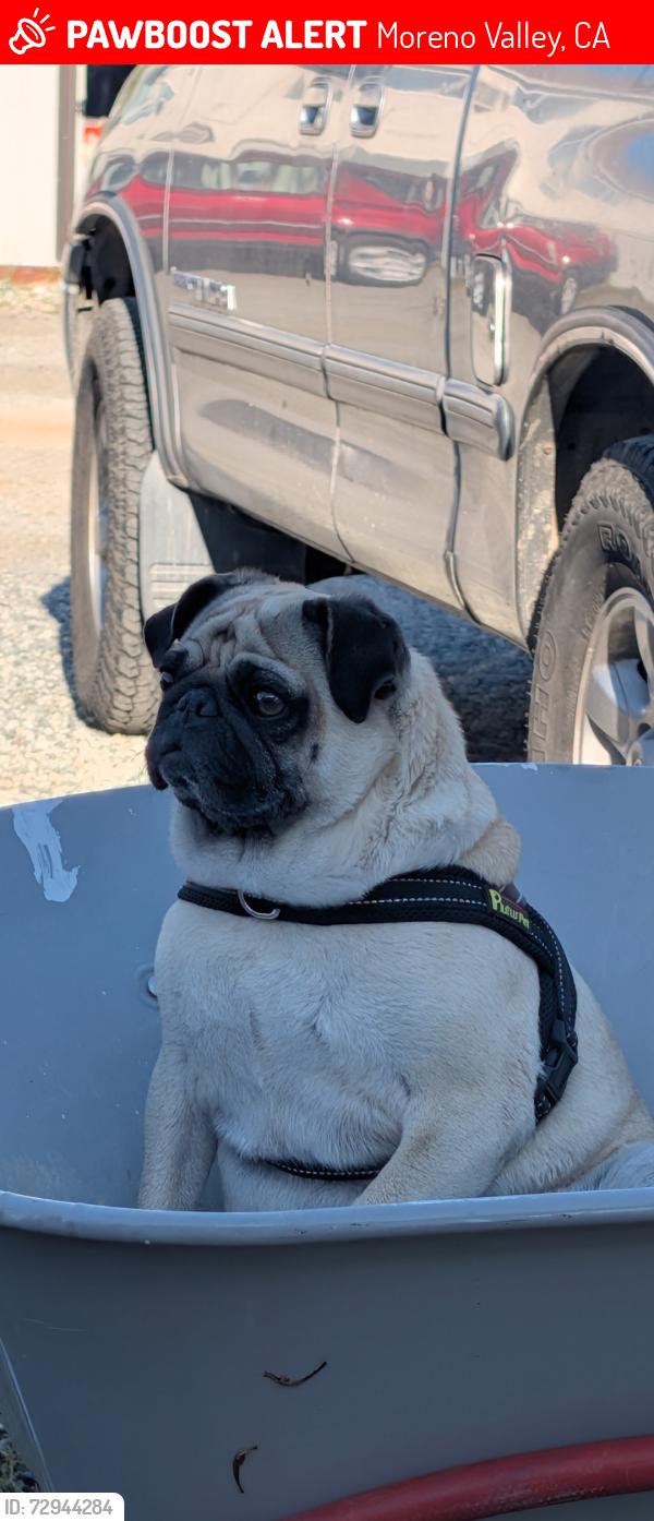 Lost Female Dog last seen Hemlock and heacock, Moreno Valley, CA 92557