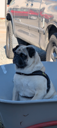 Lost Female Dog last seen Hemlock and heacock , Moreno Valley, CA 92557