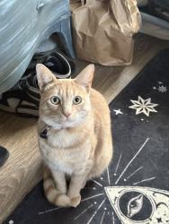 Reunited Male Cat last seen Harp Ln, Sayville, NY 11782, USA, Sayville, NY 11782