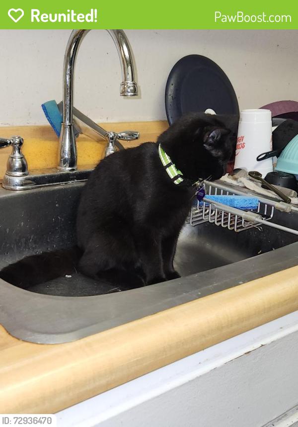 Reunited Male Cat last seen Springs apmts , Boiling Springs, SC 29316