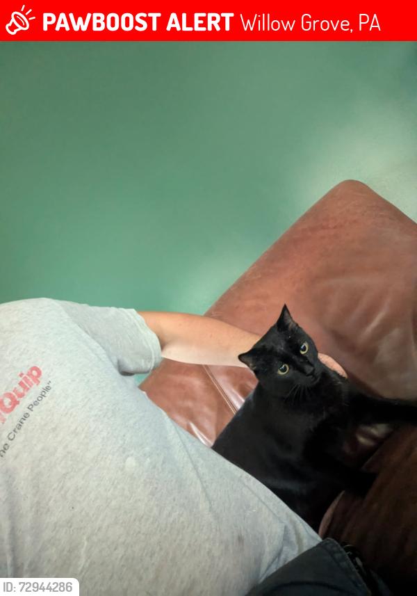 Lost Male Cat last seen Near High Ave, Willow Grove, PA 19090