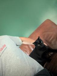 Lost Male Cat last seen Near High Ave, Willow Grove, PA 19090
