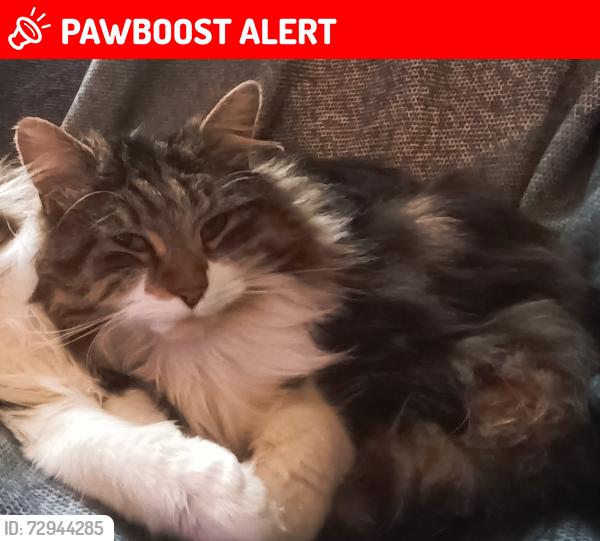 Lost Female Cat last seen Winderemere Road, Treforys, Cymru SA6 7QQ