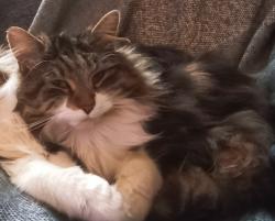 Lost Female Cat last seen Winderemere Road, Treforys, Cymru SA6 7QQ