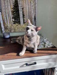 Lost Female Cat last seen Jessica Ridgeway Park, Westminster, CO 80021