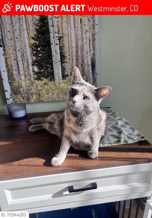Lost Female Cat last seen Jessica Ridgeway Park, Westminster, CO 80021