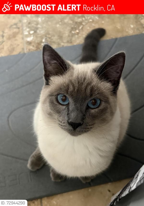 Lost Female Cat last seen Argonaut Ave, Rocklin, CA 95677